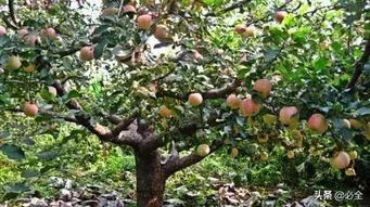 果樹苗圃生產區域規劃指南